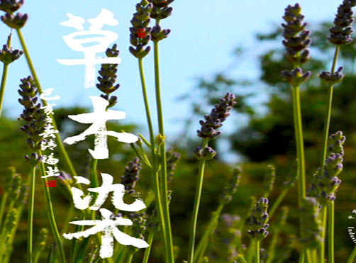 千年草木香“染”向国际